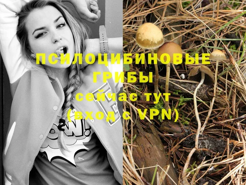 где найти наркотики  omg зеркало  Псилоцибиновые грибы Psilocybe  Саки 